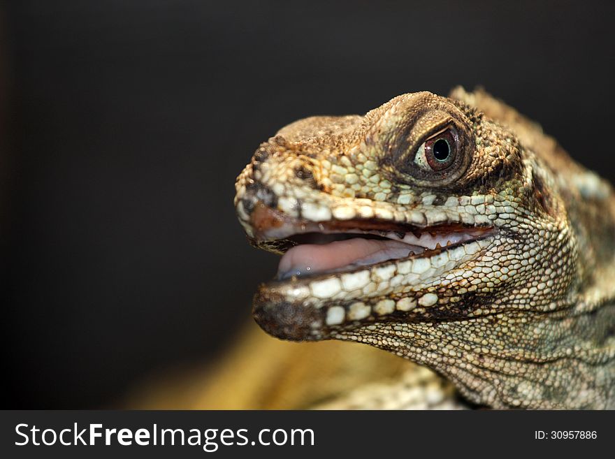 Portrait of a lizard from zoo