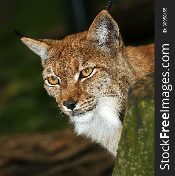 Portrait of a lynx from zoo