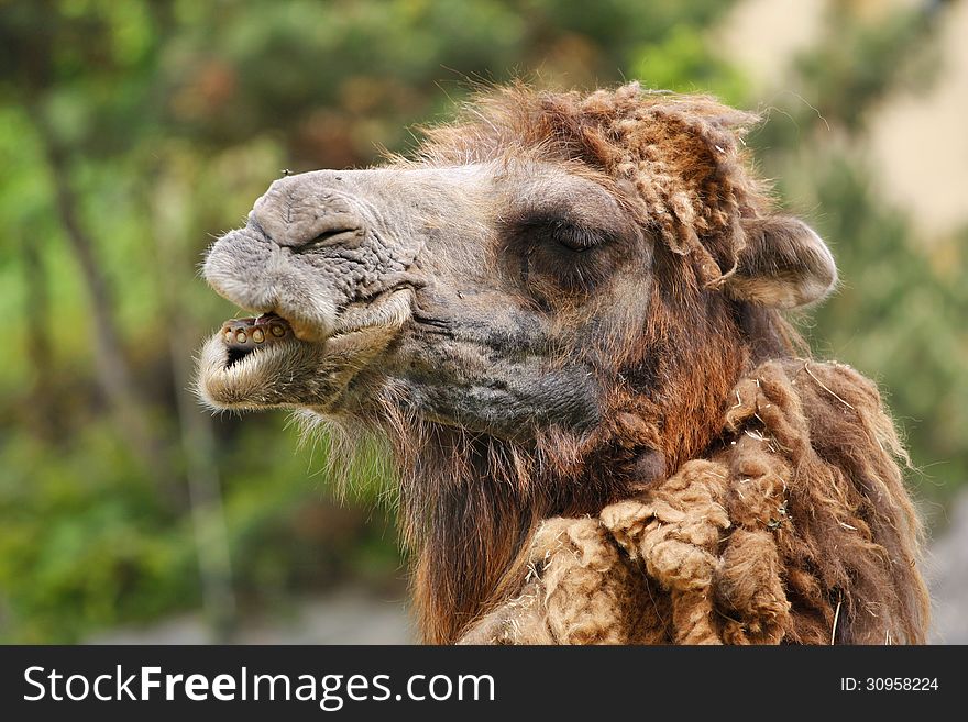 Portrait of camel from zoo