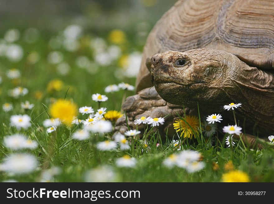 Large turtle in the grass and dandelions