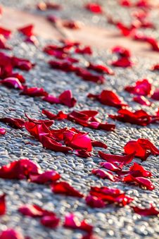 Rose Petals Stock Photos Rose Petals Stock Photos
