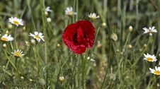 Corn Poppy And Daisies Stock Photos Corn Poppy And Daisies Stock Photos