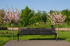 Blossoming Sakura And Bench Royalty Free Stock Photography Blossoming Sakura And Bench Royalty Free Stock Photography