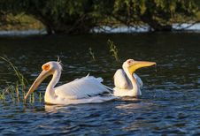 Two Pelicans Swimming In The Water At Sunset Stock Images Two Pelicans Swimming In The Water At Sunset Stock Images