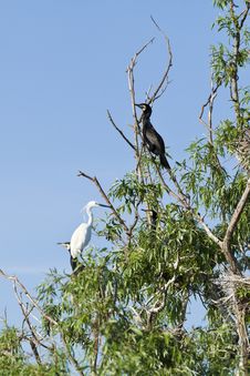 Cormorants And Egret Standing In Tree Stock Image Cormorants And Egret Standing In Tree Stock Image