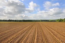 Field Of Corn Seedlings Stock Photo Field Of Corn Seedlings Stock Photo