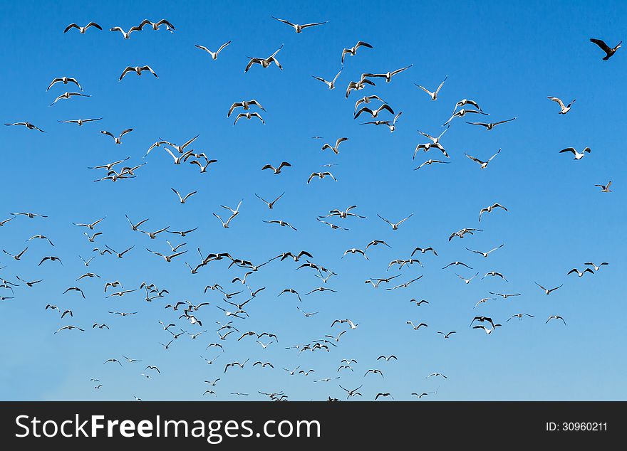 Many seagull in the blue sky