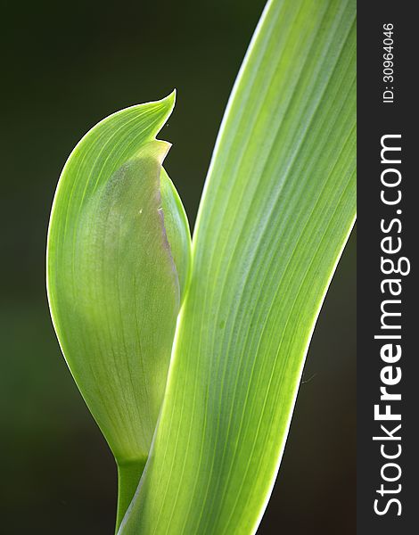 Leaf and Bud of a Iris Flower