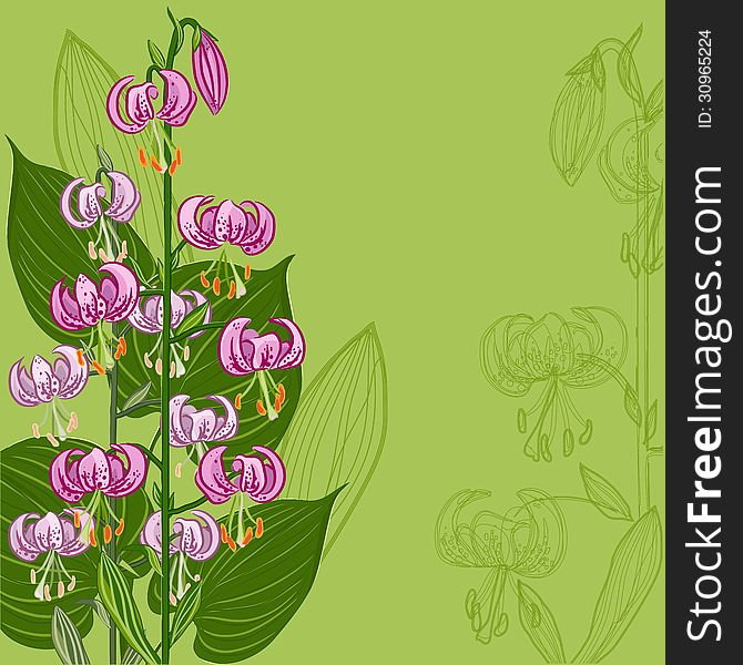 Lilium martagon flowers on green background. Lilium martagon flowers on green background