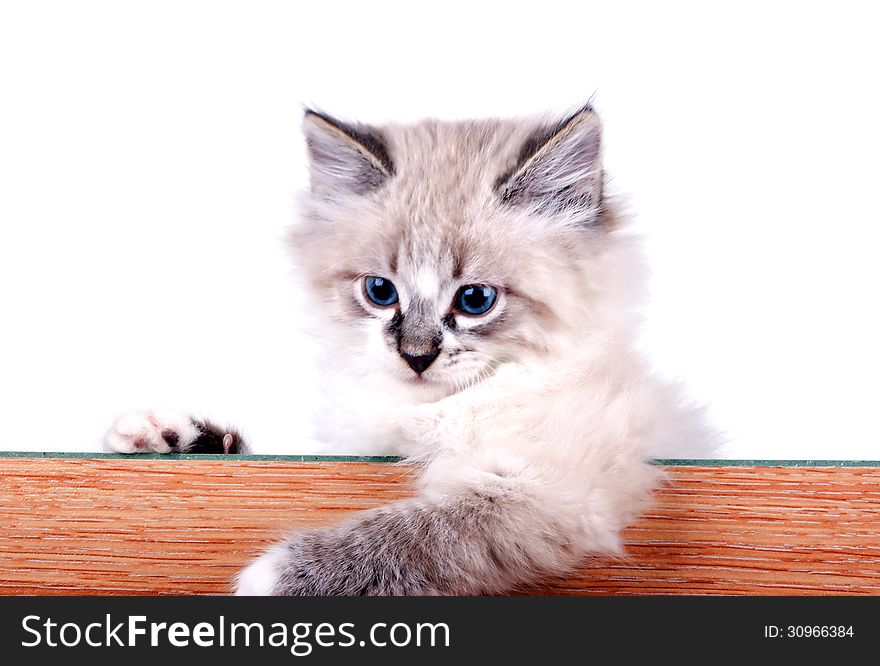 Little cat peeks out from behind the board