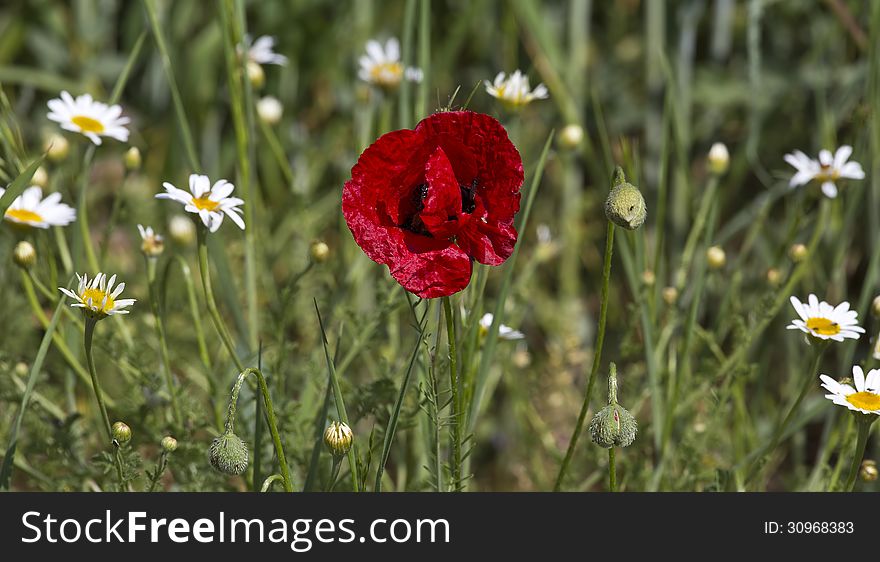 A corn poppy among daisies. A corn poppy among daisies