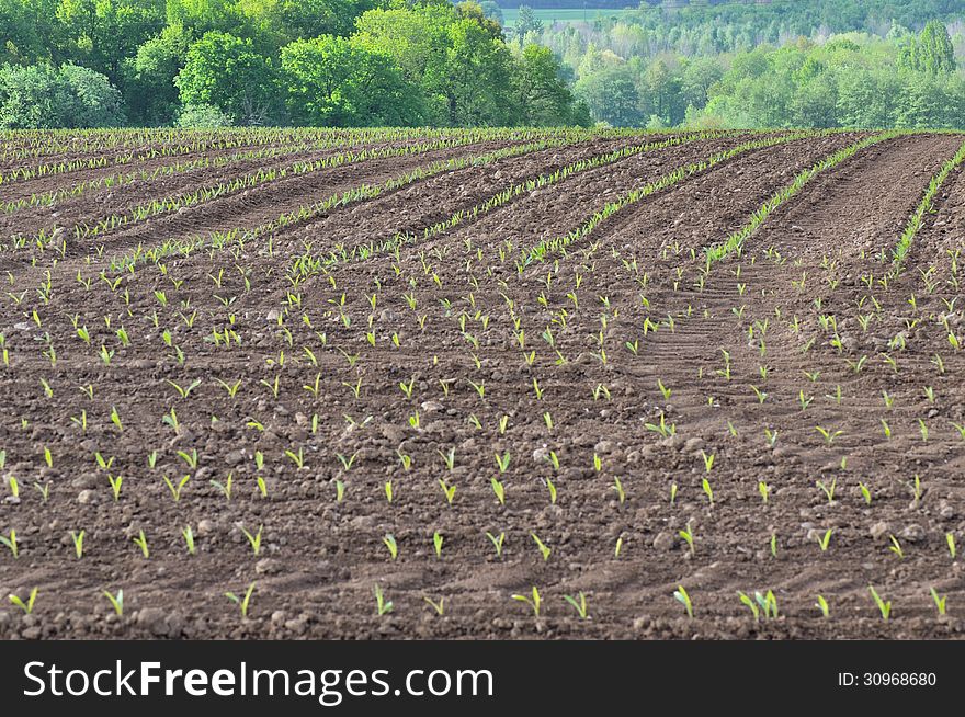 Rows of young corn shoots in a field borded by a wood. Rows of young corn shoots in a field borded by a wood