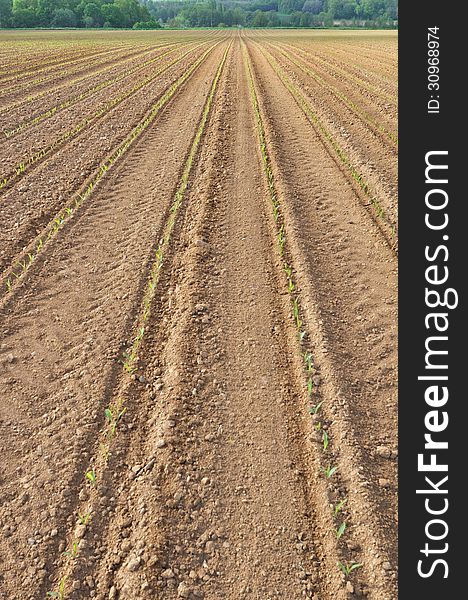 Rows of young corn sprouts in a field. Rows of young corn sprouts in a field