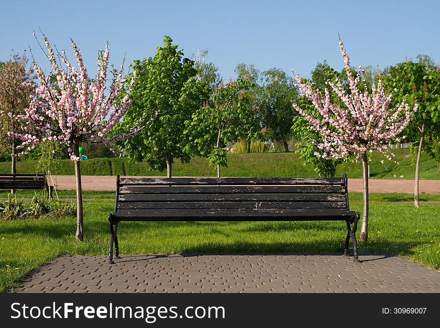 Japanese sakura and bench in the park. Japanese sakura and bench in the park