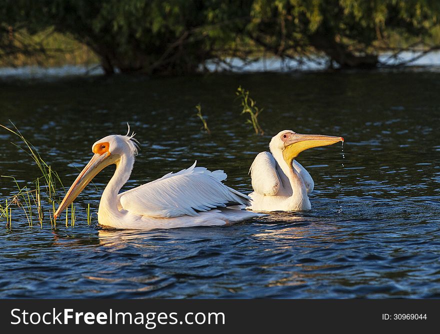 Two pelicans swimming in the water at sunset