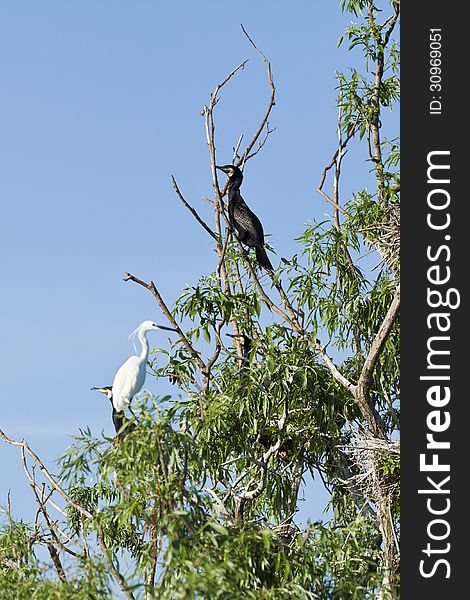 Cormorants And Egret Standing In Tree