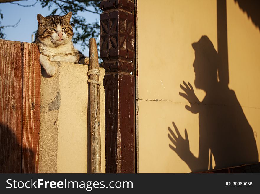 Cat On Fence With Shadow Of A Man