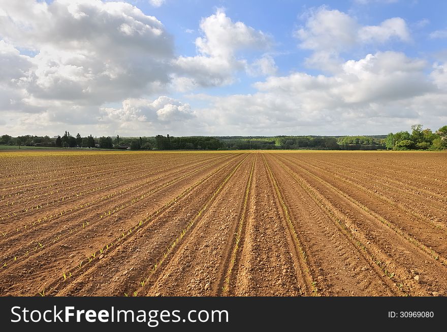 Field Of Corn Seedlings