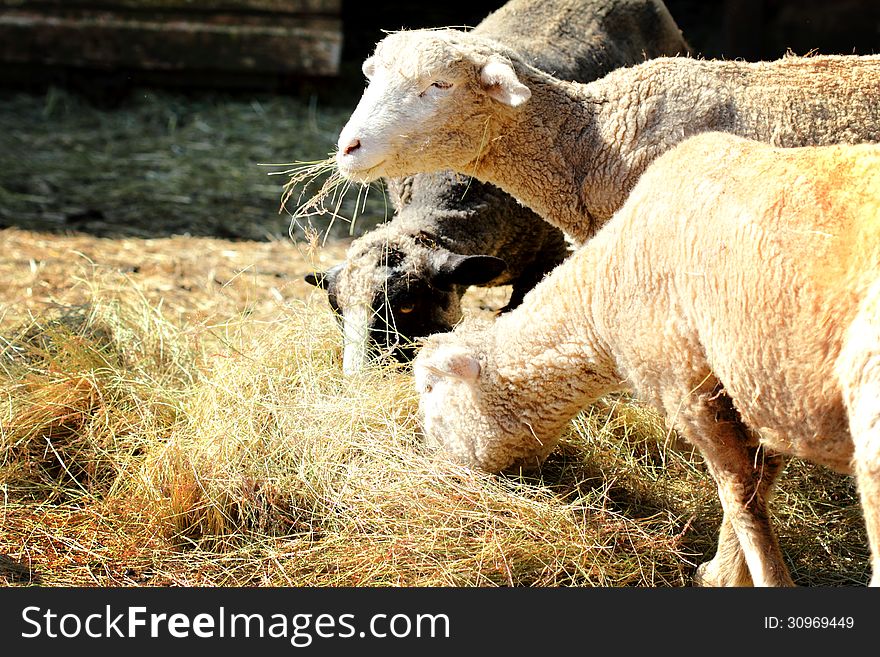Sheep eating hay in a barnyard. Shallow depth of field.