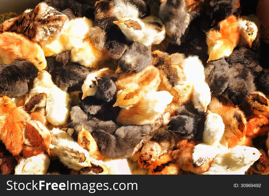 Looking down on a box full of cute fluffy baby chicks of various colors. Good for background, or overcrowding concept. Looking down on a box full of cute fluffy baby chicks of various colors. Good for background, or overcrowding concept.