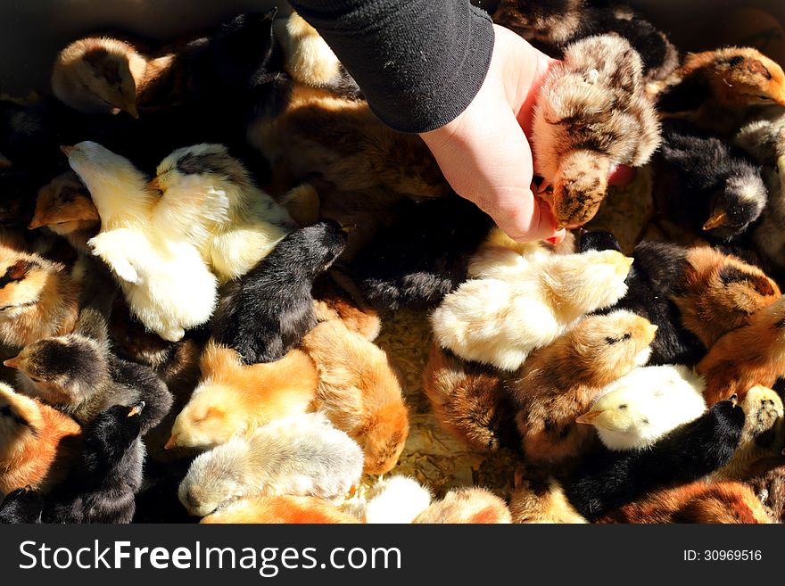 Looking down on a box full of cute fluffy baby chicks of various colors, with a persons hand plucking one out. Good for background, or overcrowding concept. Looking down on a box full of cute fluffy baby chicks of various colors, with a persons hand plucking one out. Good for background, or overcrowding concept.