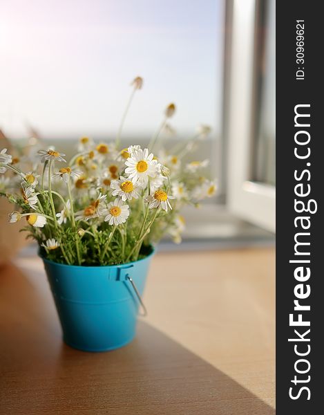Against the background of an open window in a blue bucket bouquet of wild daisies. Against the background of an open window in a blue bucket bouquet of wild daisies