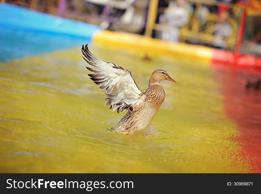 In the color pool wild duck flaps its wings. In the color pool wild duck flaps its wings
