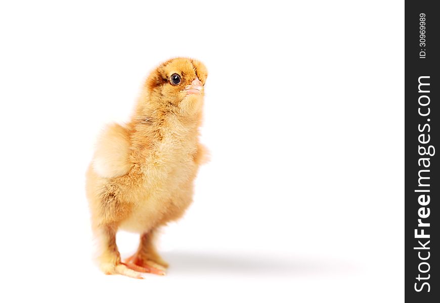 Little yellow-brown chick stands on white background stretching his neck. DOF is small. Little yellow-brown chick stands on white background stretching his neck. DOF is small.
