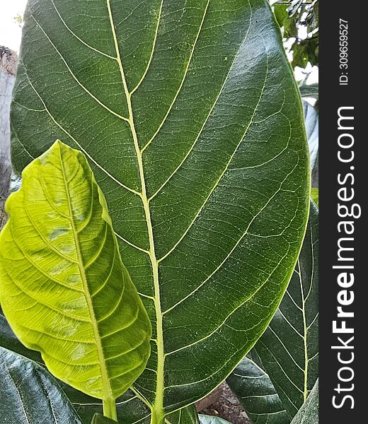 Young and mature leaves together