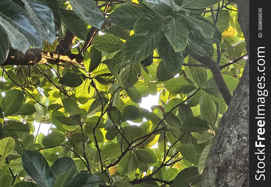 Jackfruit tree with greeny leaves