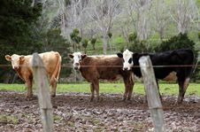 Three Cows Royalty Free Stock Photos