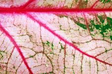 Abstract Colorful Caladium Leaf Royalty Free Stock Image