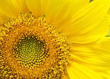 Sunflower Close Up Stock Photos Sunflower Close Up Stock Photos