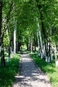 Birch Spring Grove In Countryside With Path Stock Image Birch Spring Grove In Countryside With Path Stock Image