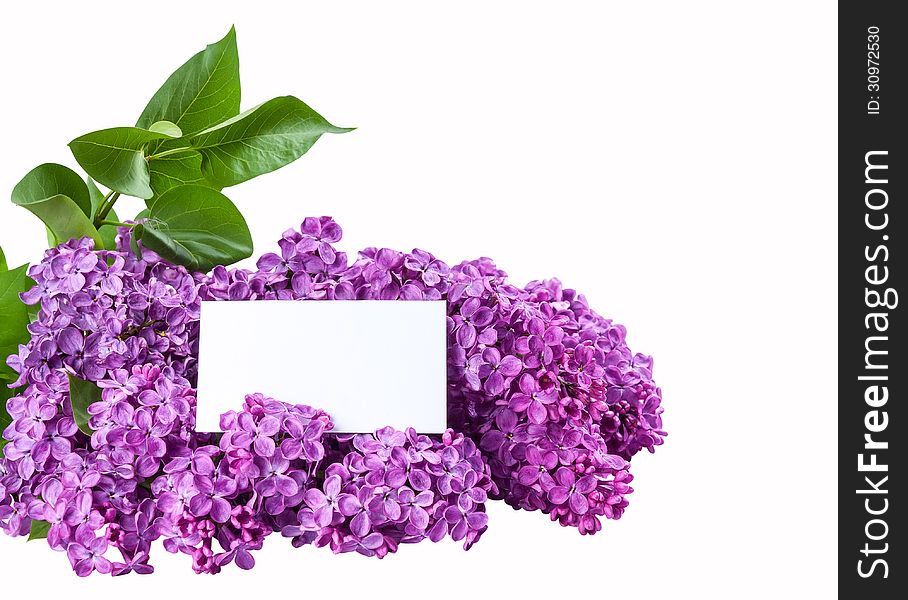 Branch of purple lilac isolated on a white backround with place for your text, for design
