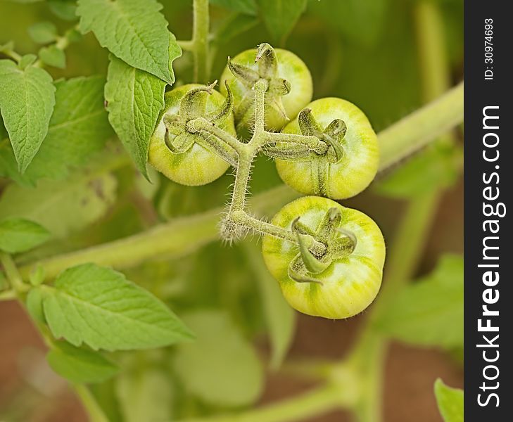 Organic Immature Green Tomatoes