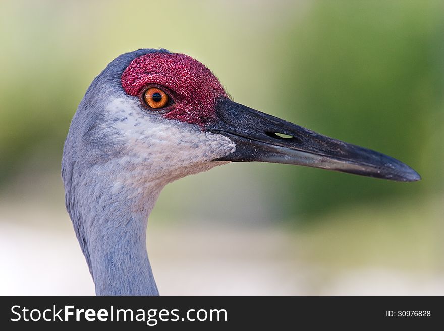 Close up of sandhill crane in profile