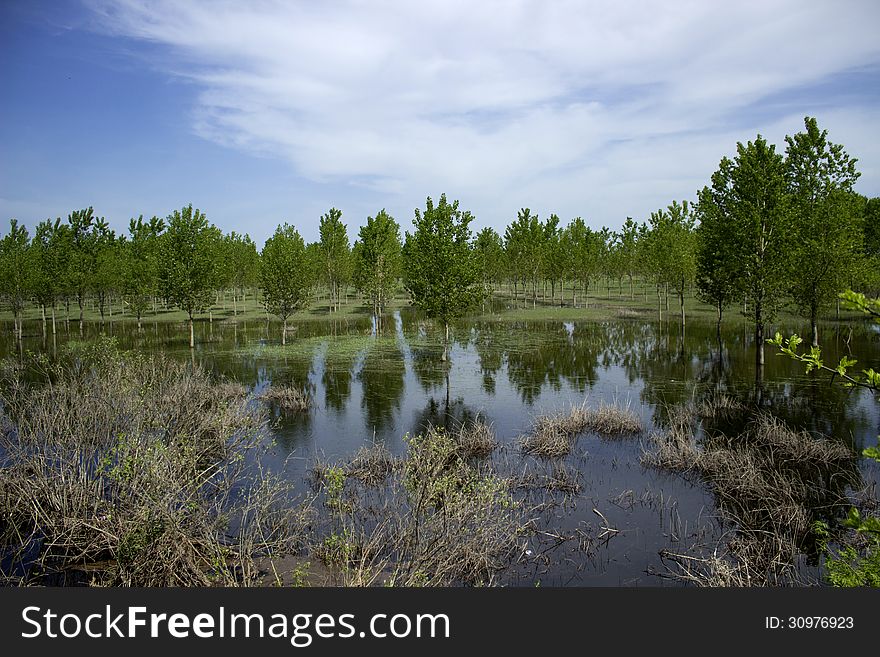 Flood trees by the rain. Flood trees by the rain