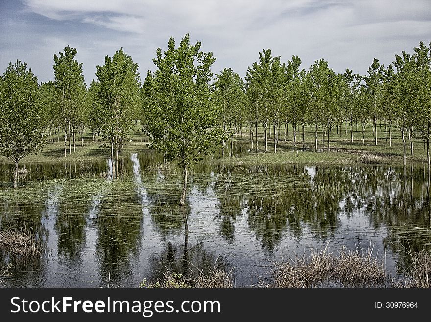 Flood orchard by the rain