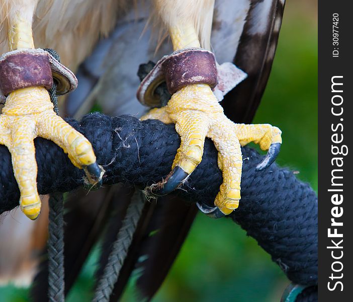 Red tailed hawk tallons grip his perch.