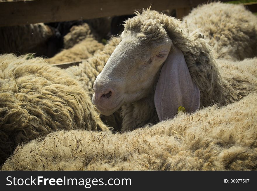 Sheep head in the farm