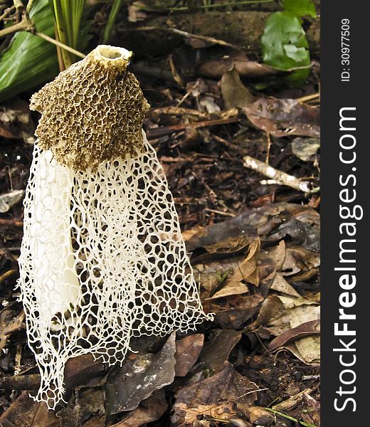 This interesting mushroom sprouts a honeycomb cap and a skirt that resembles the veil of a bride, yet is known as a stinkhorn because it gives off a horrific odor from the slime on the pits of the cap that attracts flies and helps disperse spores. This interesting mushroom sprouts a honeycomb cap and a skirt that resembles the veil of a bride, yet is known as a stinkhorn because it gives off a horrific odor from the slime on the pits of the cap that attracts flies and helps disperse spores.