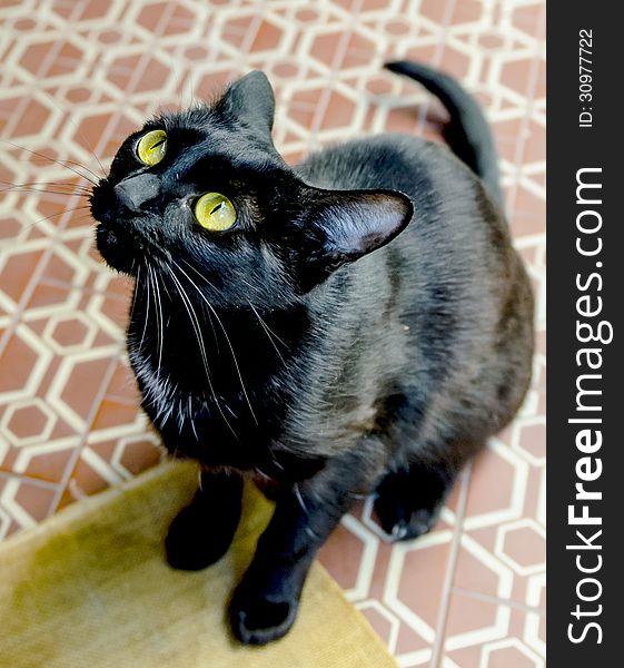 COlorful portrait of a black cat
