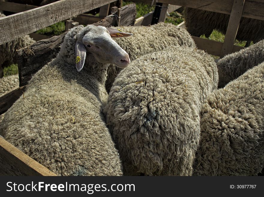 Sheeps