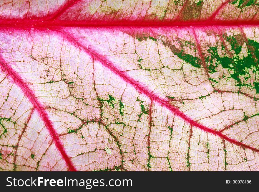 Abstract colorful Caladium leaf as background and texture