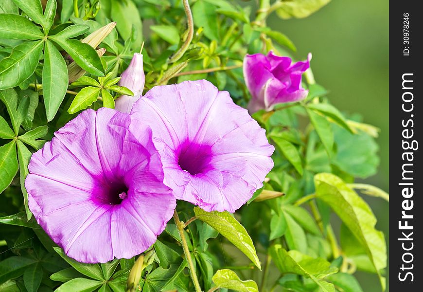 Close up of a blooming morning glory flower. Close up of a blooming morning glory flower