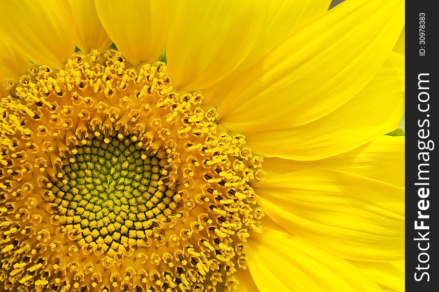 Close up of vibrant sunflower. Close up of vibrant sunflower