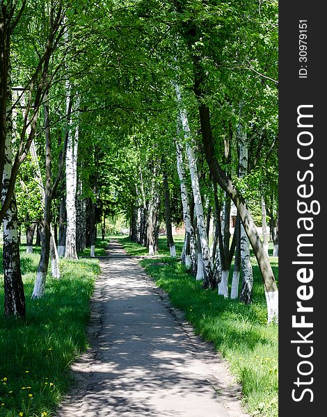 Birch Spring Grove  In Countryside With Path