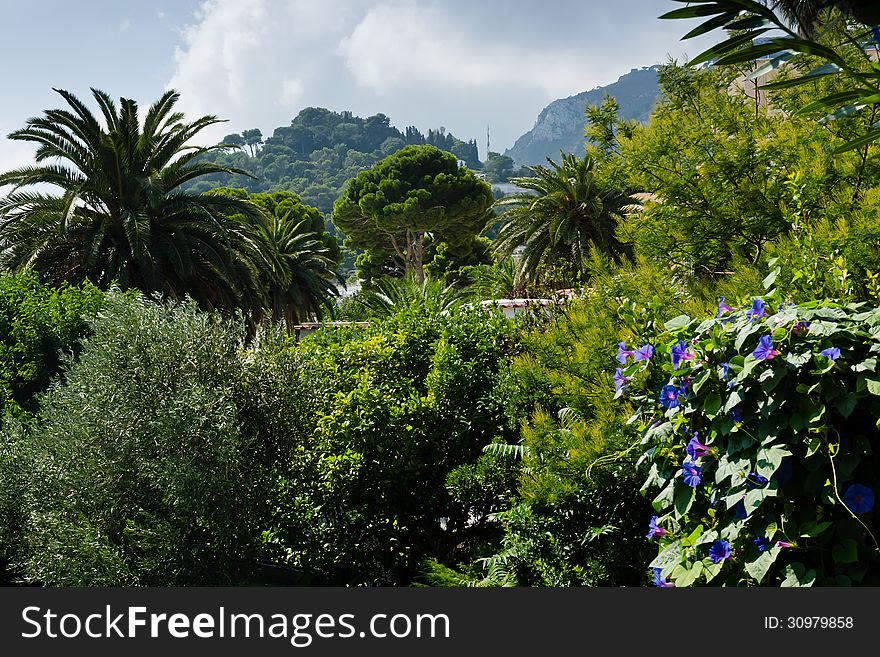 Vegetation on the island of Capri. Vegetation on the island of Capri