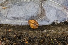 Single Leaf Laying On A Ice Floe Royalty Free Stock Image Single Leaf Laying On A Ice Floe Royalty Free Stock Image